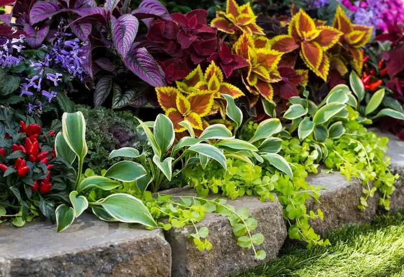 Creeping Jenny