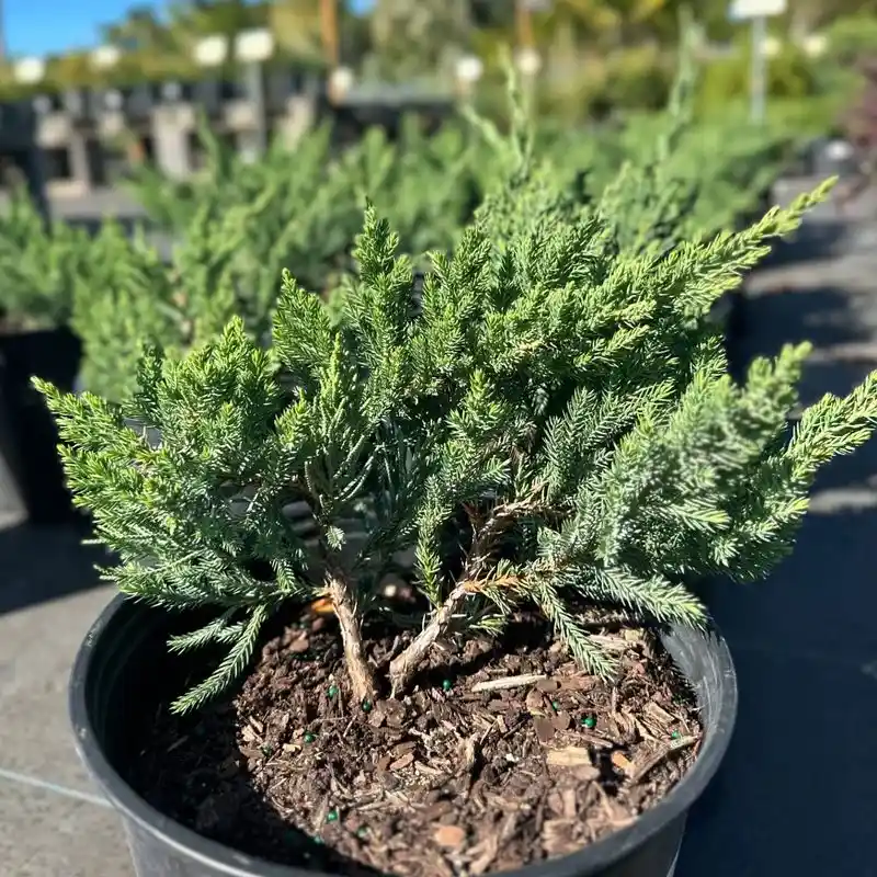 Creeping Juniper