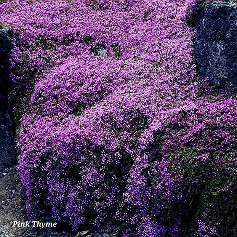 Creeping Thyme