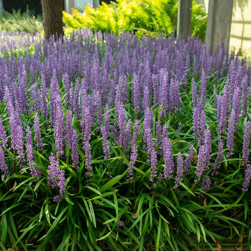 Liriope