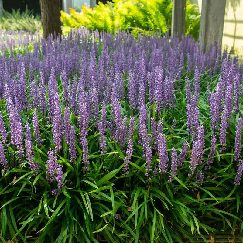 Liriope