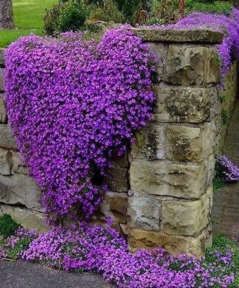 Creeping Thyme