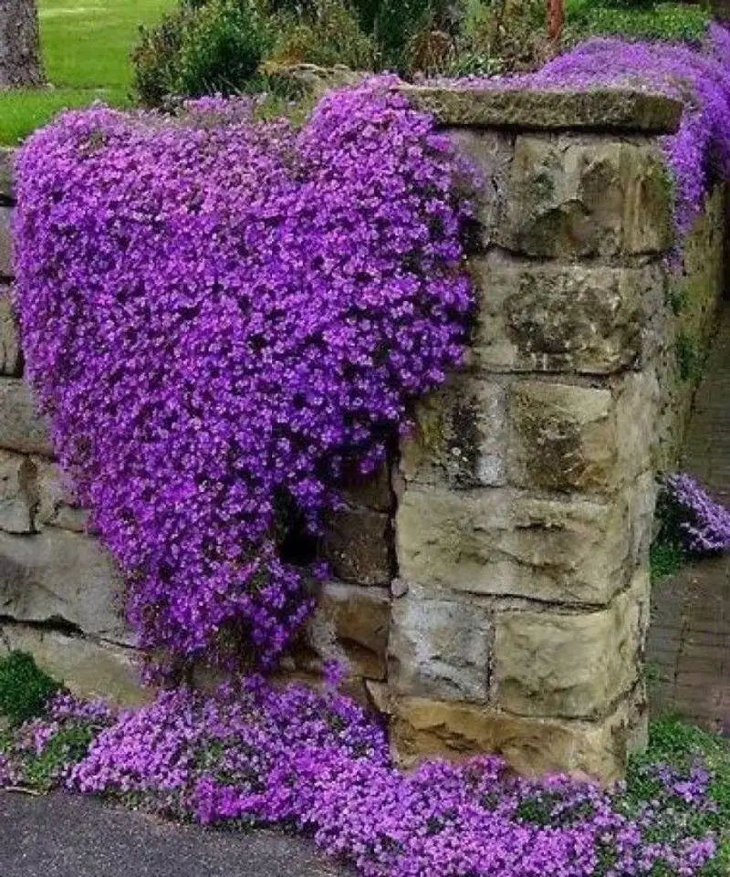 Creeping Thyme