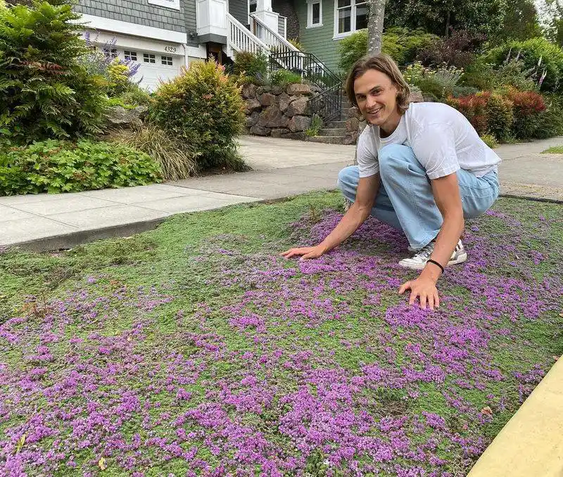 Creeping Thyme