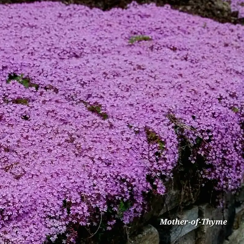 Creeping Thyme