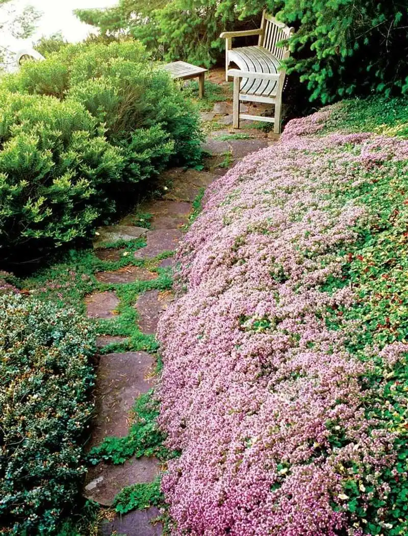 Creeping Thyme
