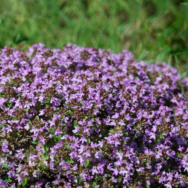 Creeping Thyme