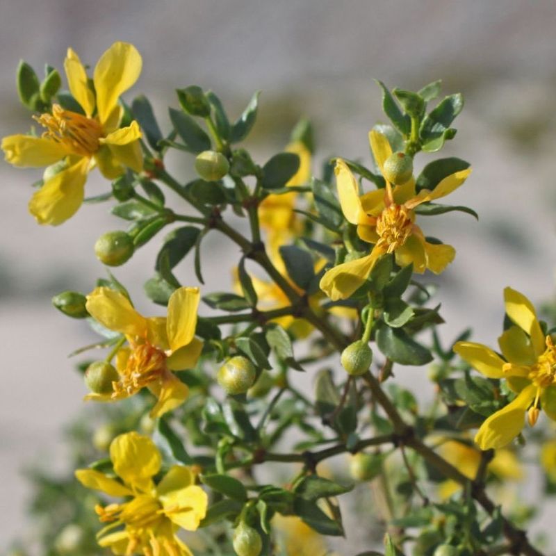 Creosote Bush