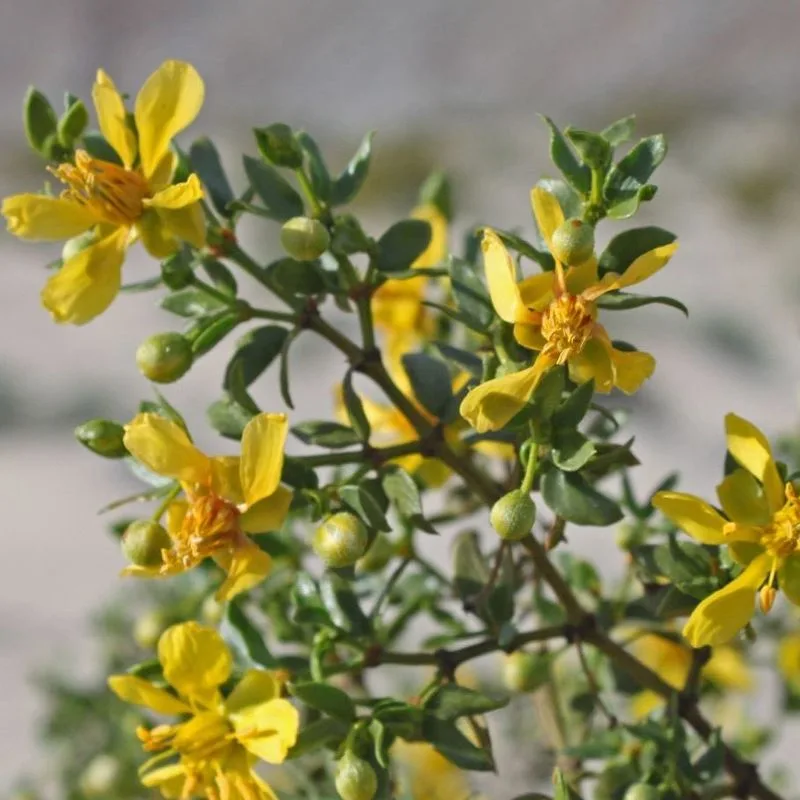 Creosote Bush