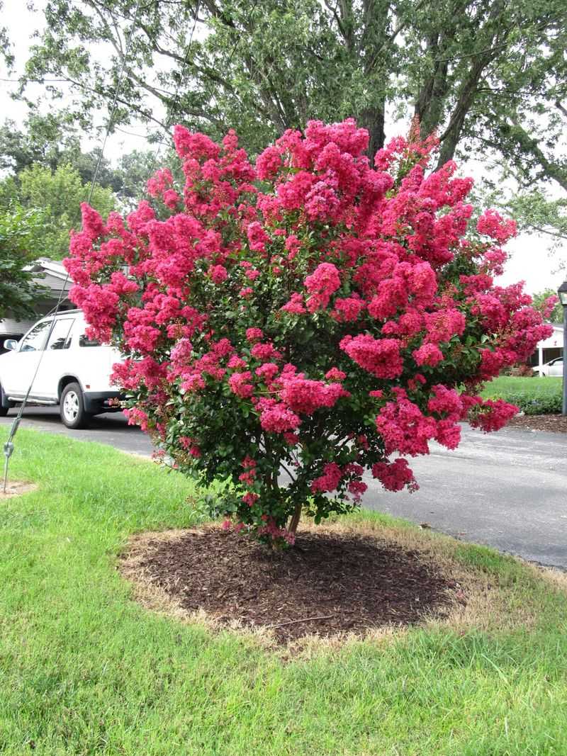 Crepe Myrtle