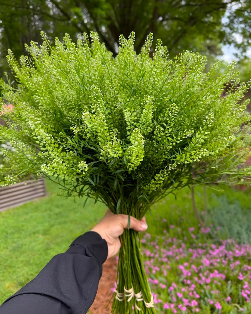 Cress