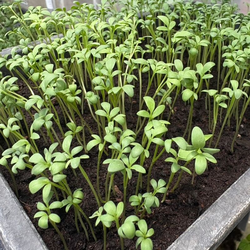 Cress
