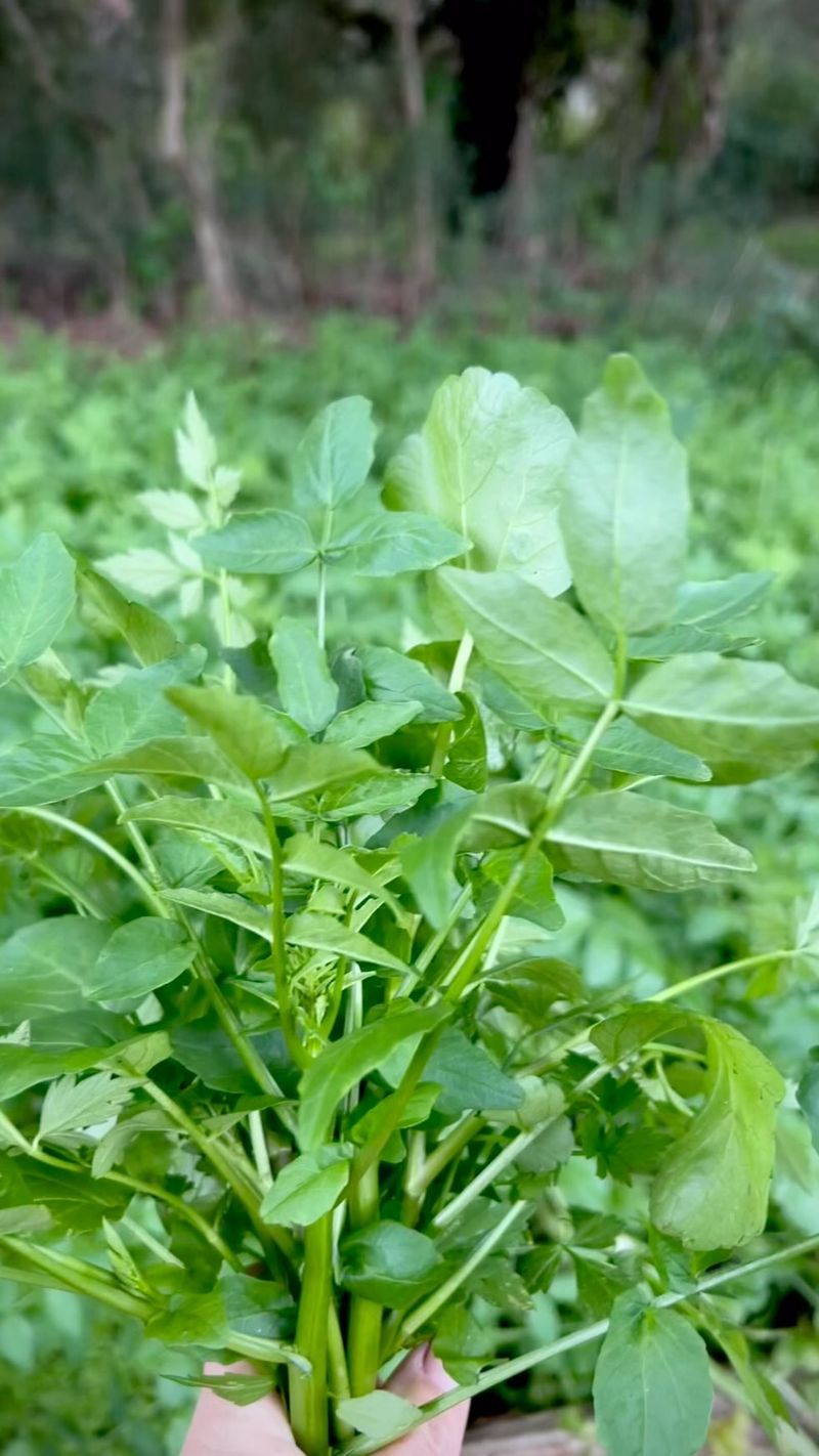 Cress