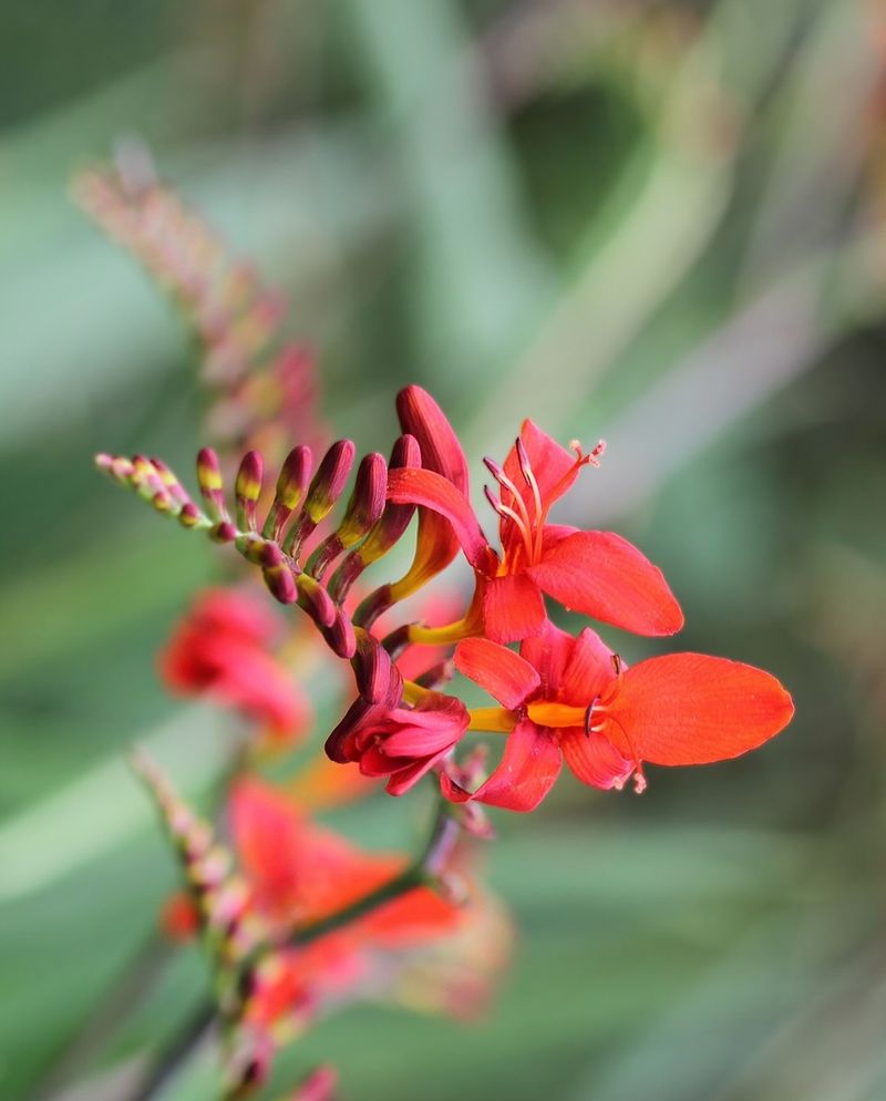 Crocosmia