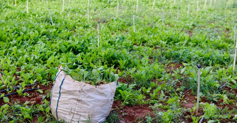 Crop Rotation: The Soil Saver