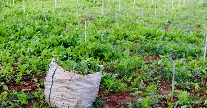 Crop Rotation: The Soil Saver