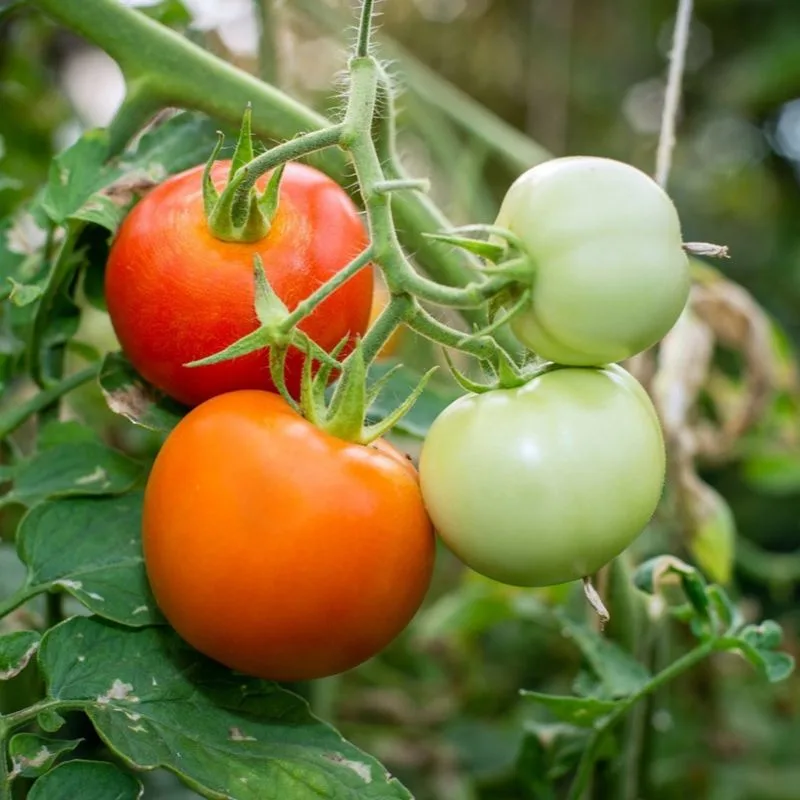 Crop Rotation