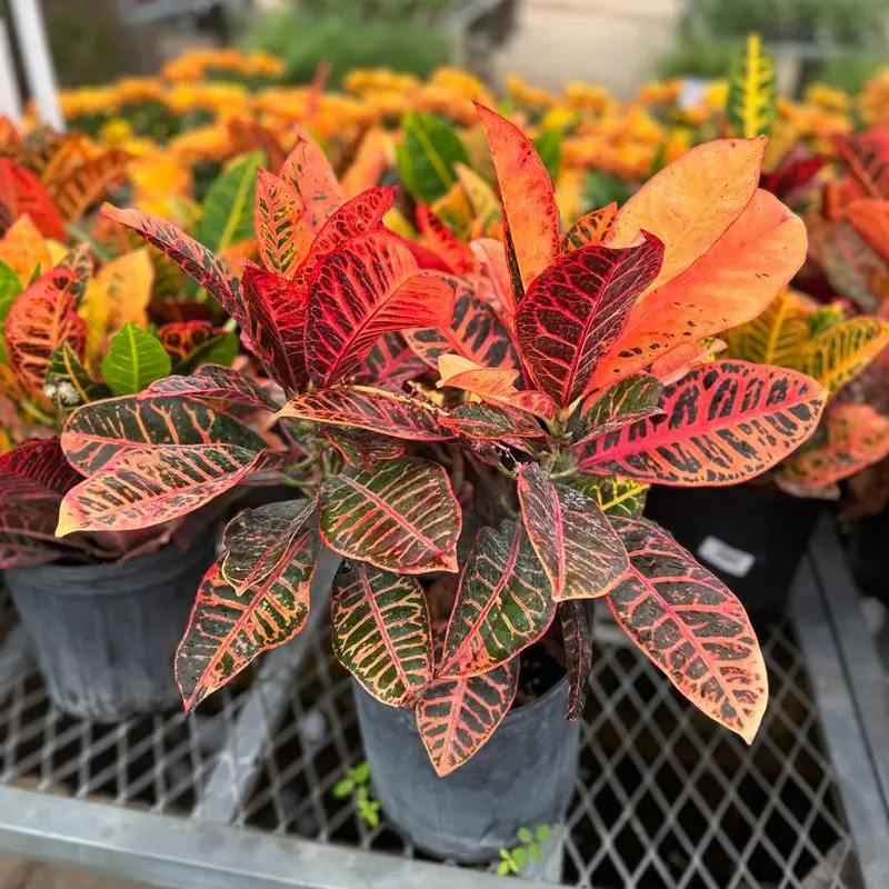 Croton