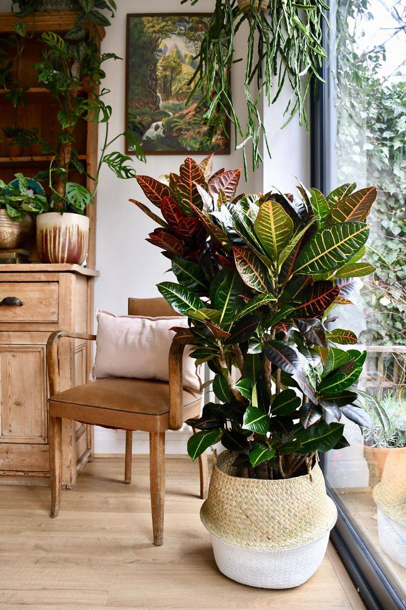 Croton