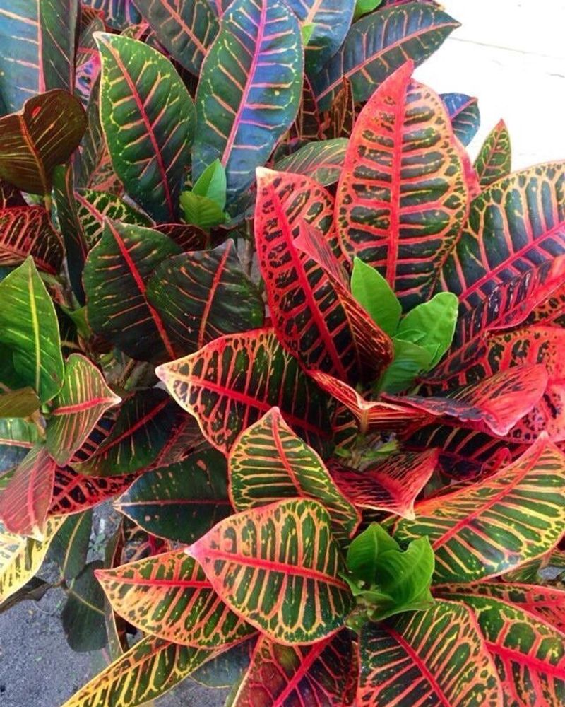 Croton