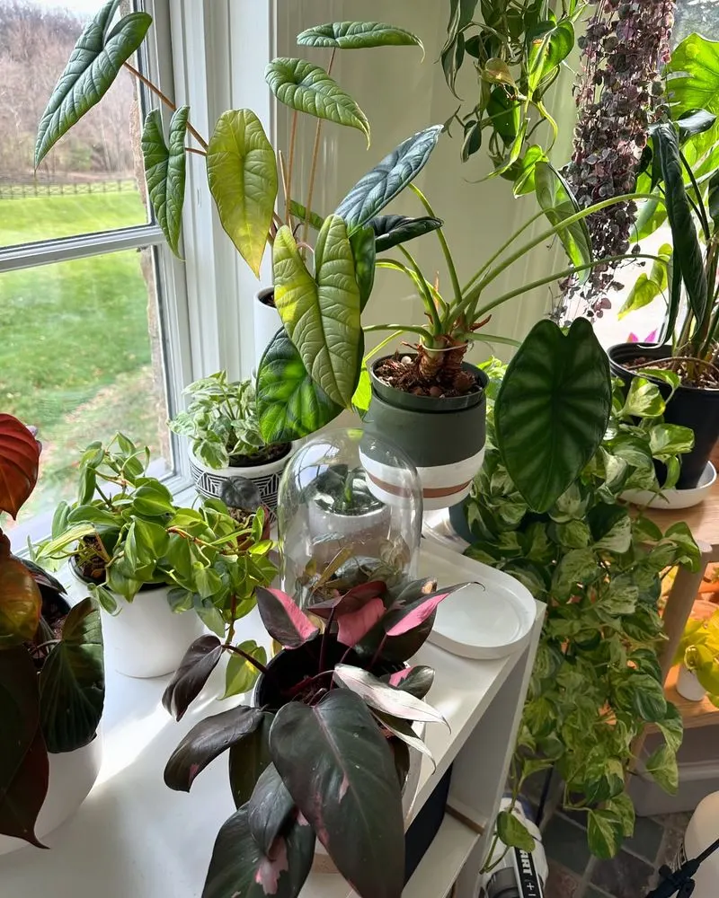 Crowding Plants
