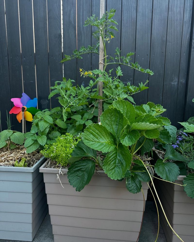 Crowding Plants