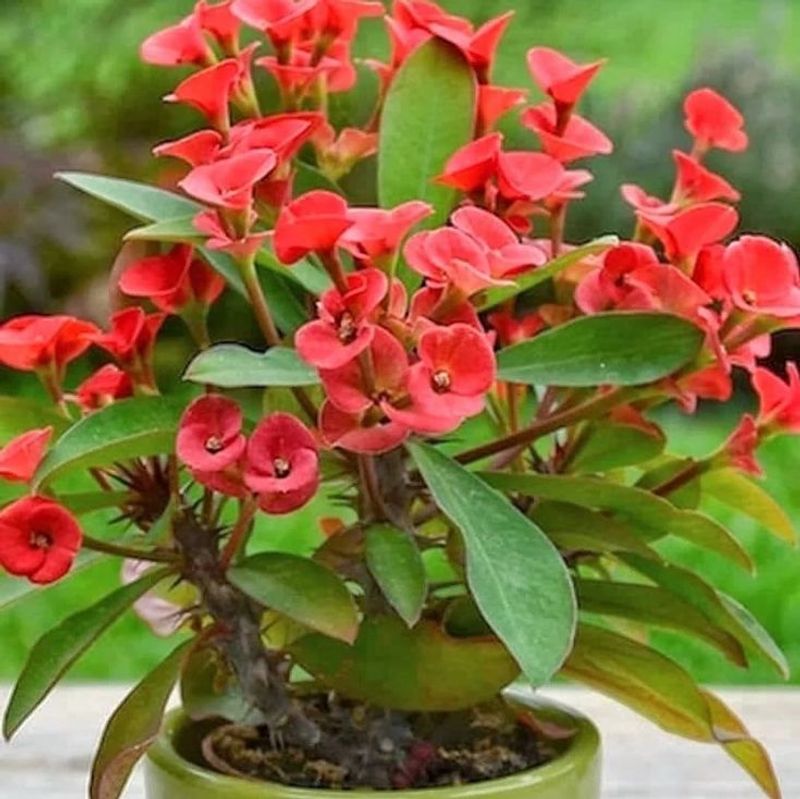 Crown of Thorns