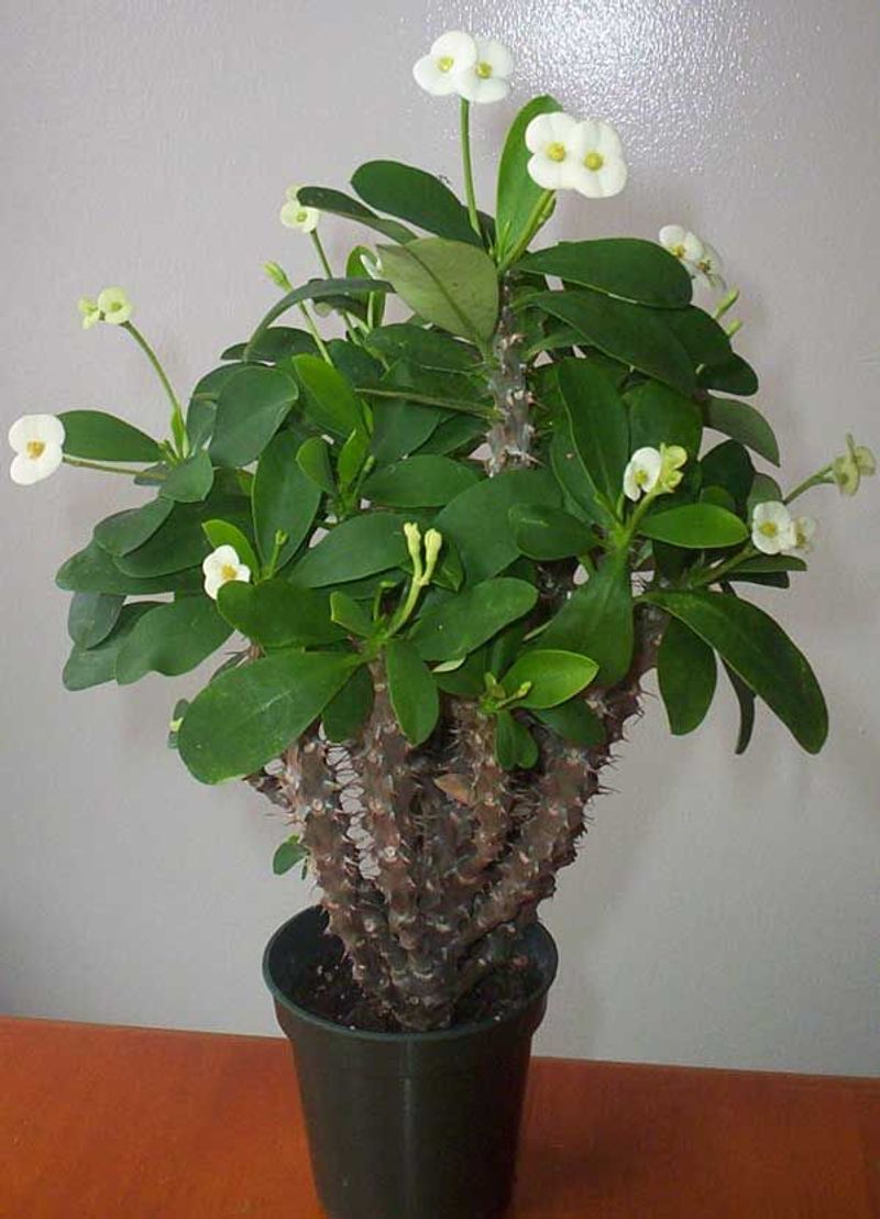 Crown of Thorns