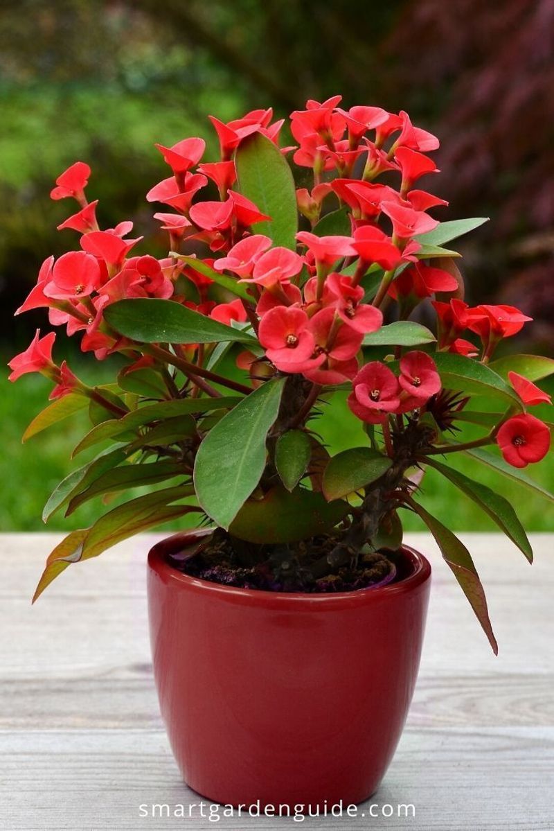 Crown-of-Thorns