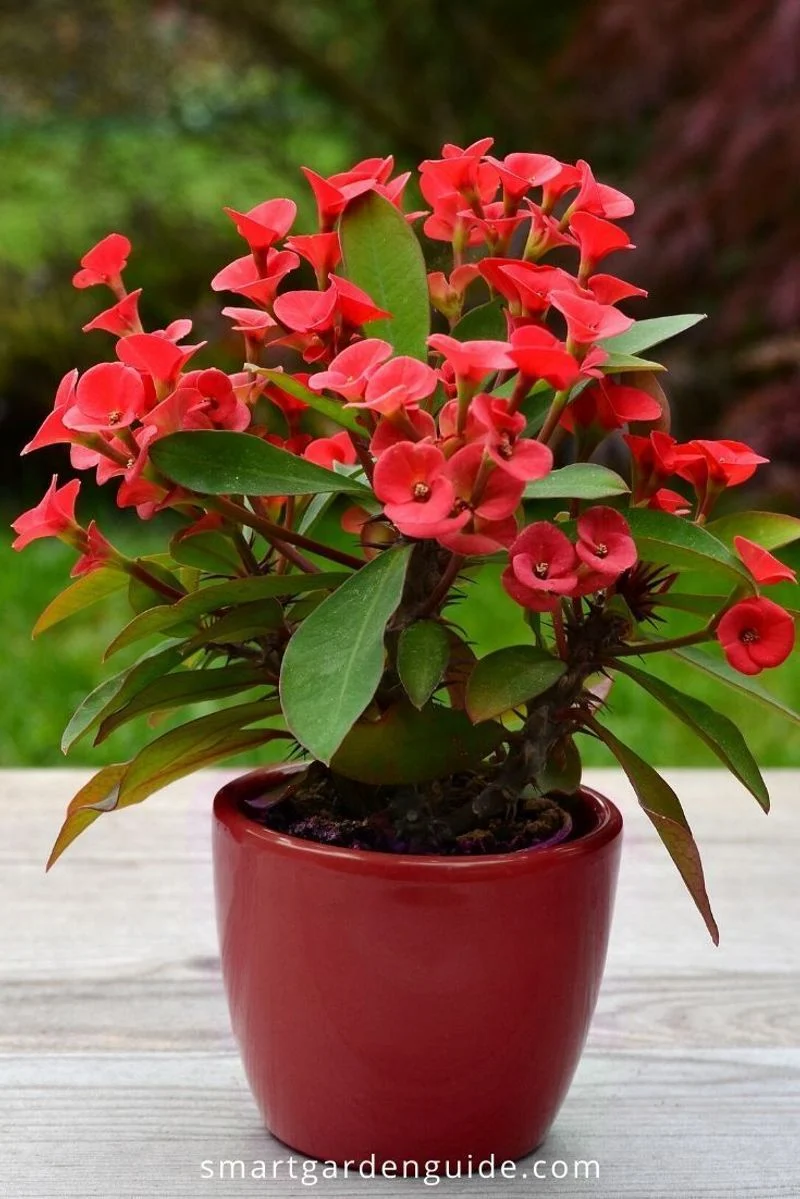 Crown-of-Thorns