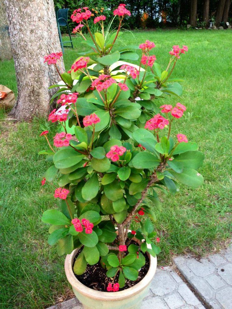 Crown of Thorns