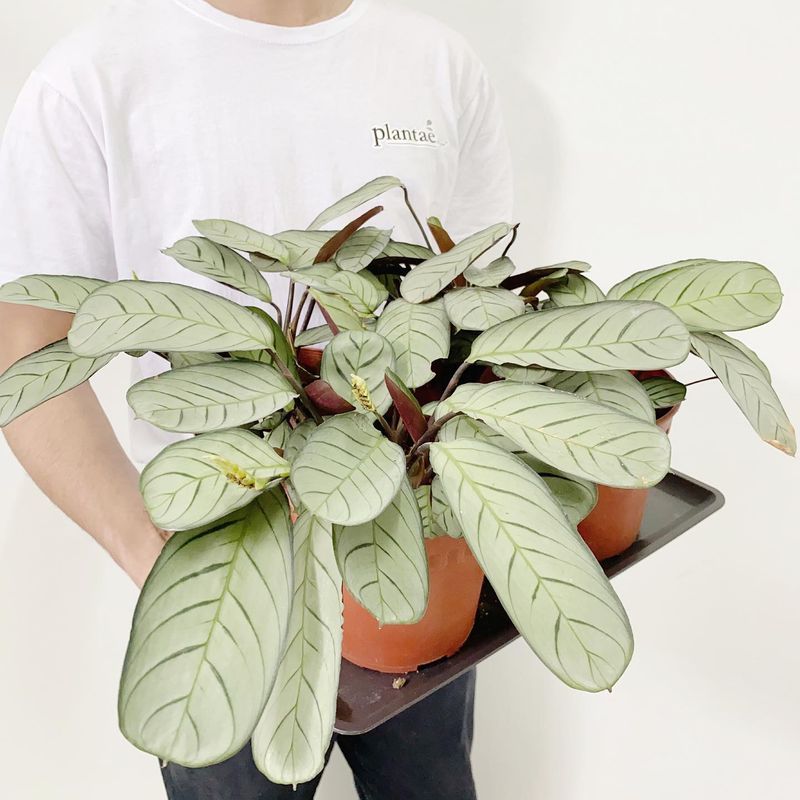 Ctenanthe Burle-Marxii
