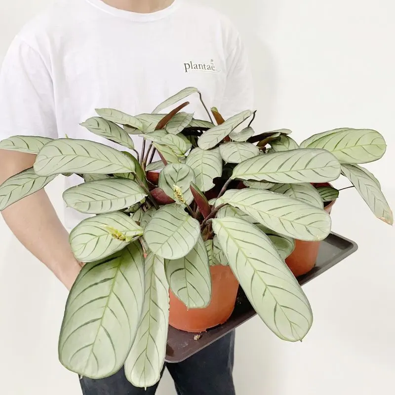 Ctenanthe Burle-Marxii