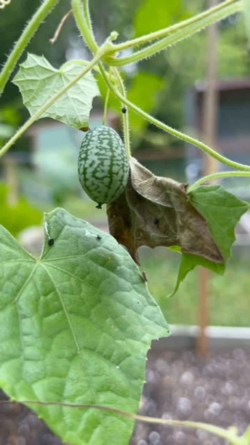 Cucamelons