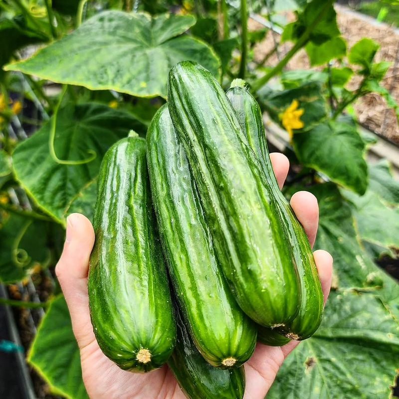 Cucumber