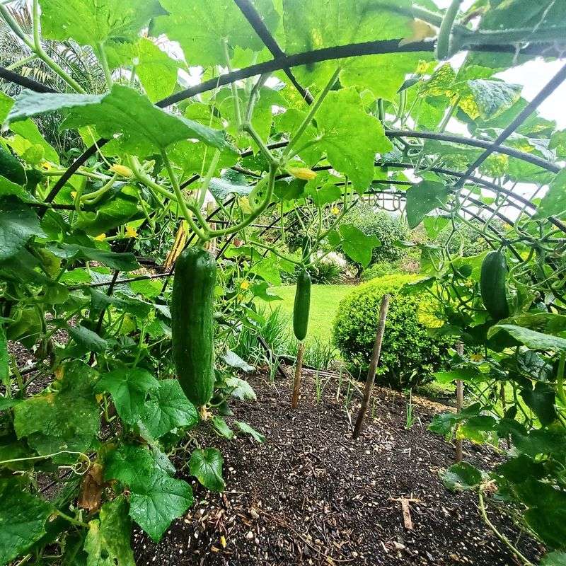 Cucumber Climb