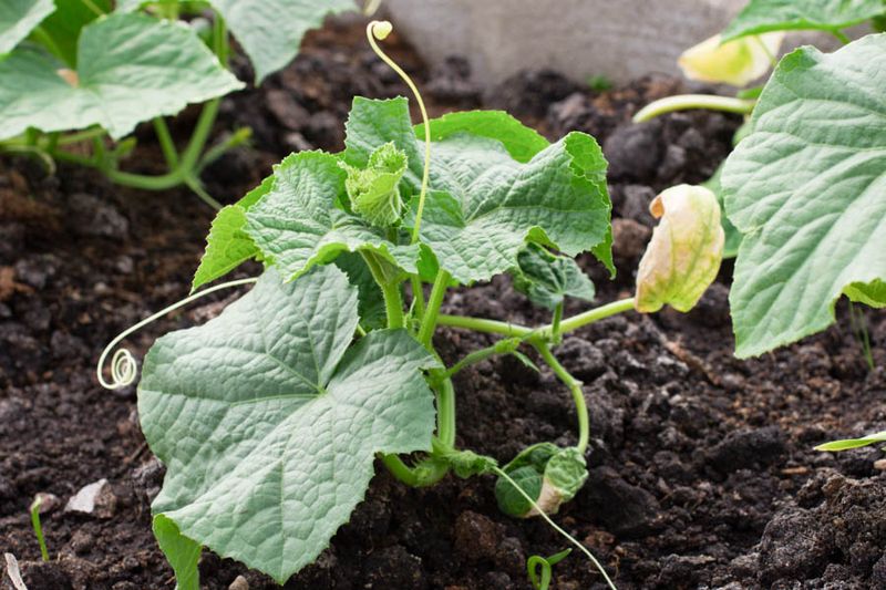 Cucumber Tendrils