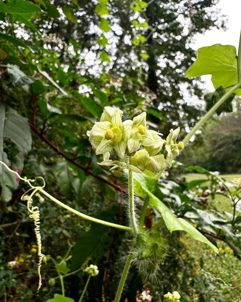 Cucumber Vine
