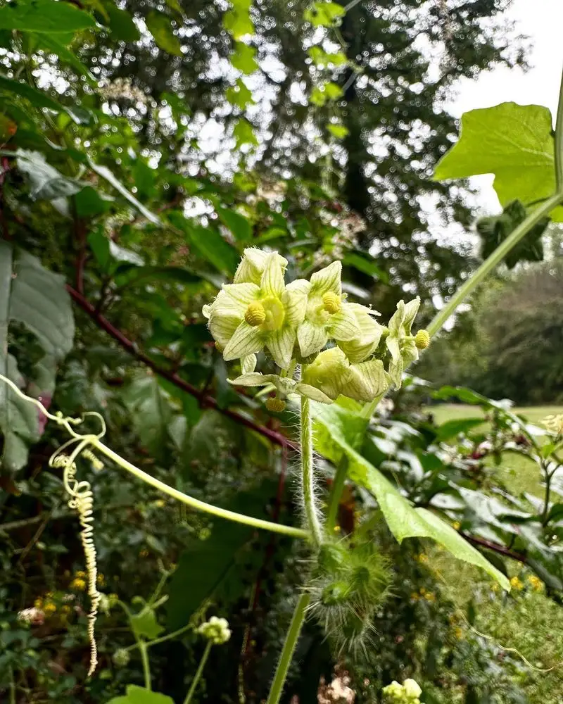 Cucumber Vine