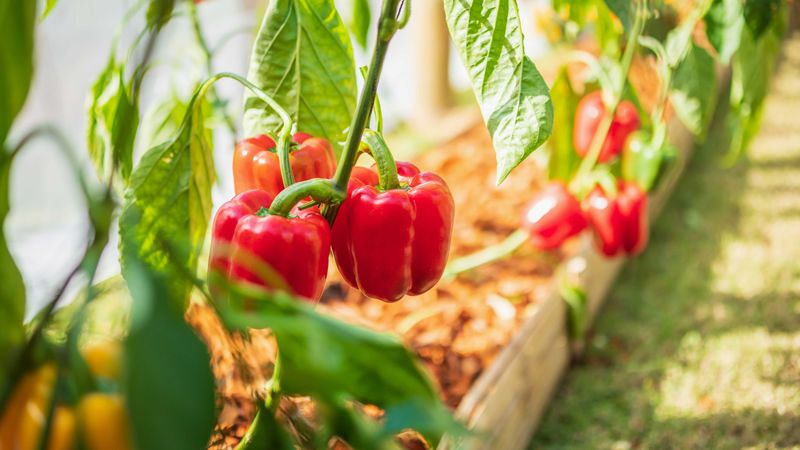 Bell Peppers