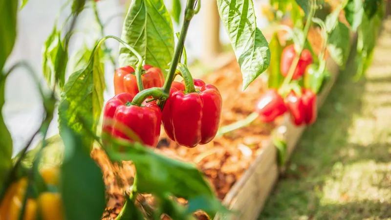 Bell Peppers