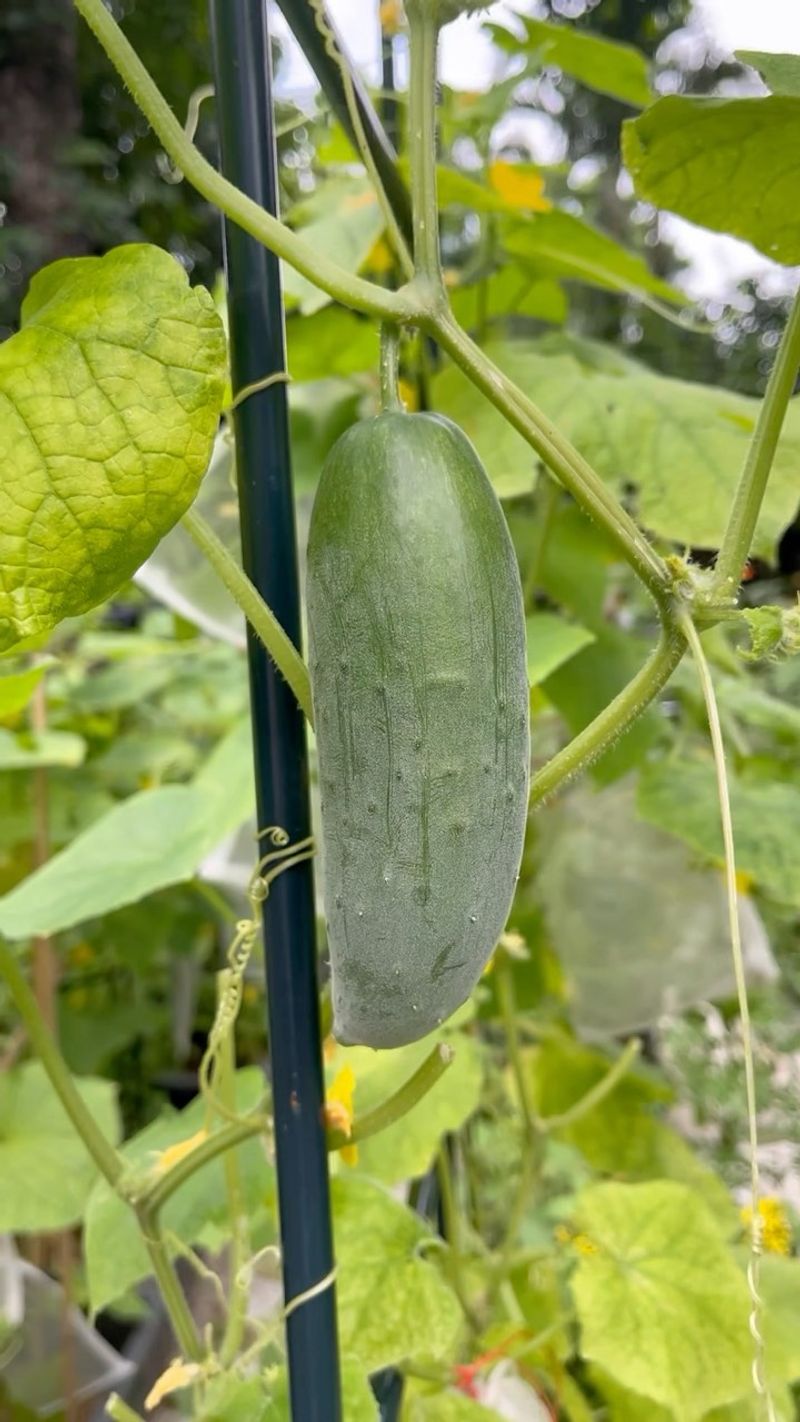 Cucumbers