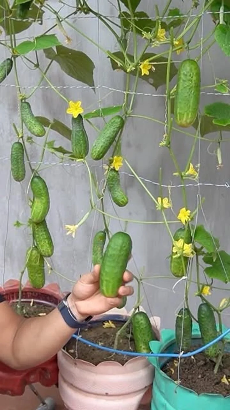 Cucumbers