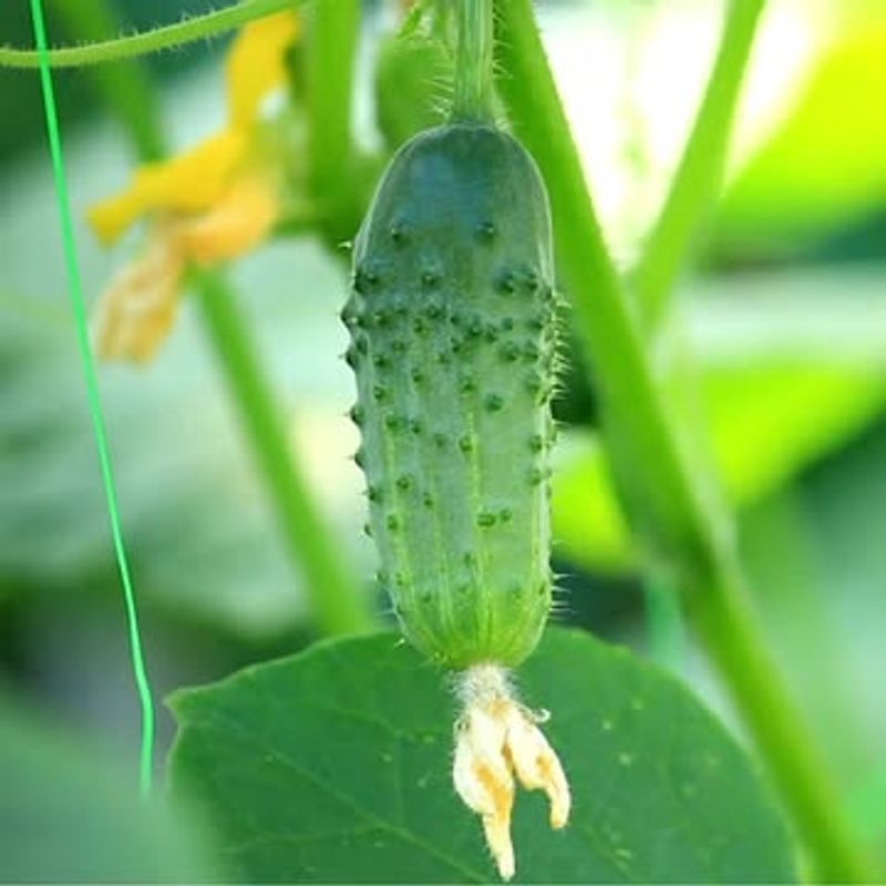 Cucumbers