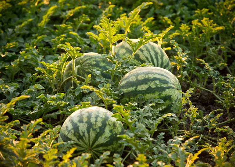 Watermelons