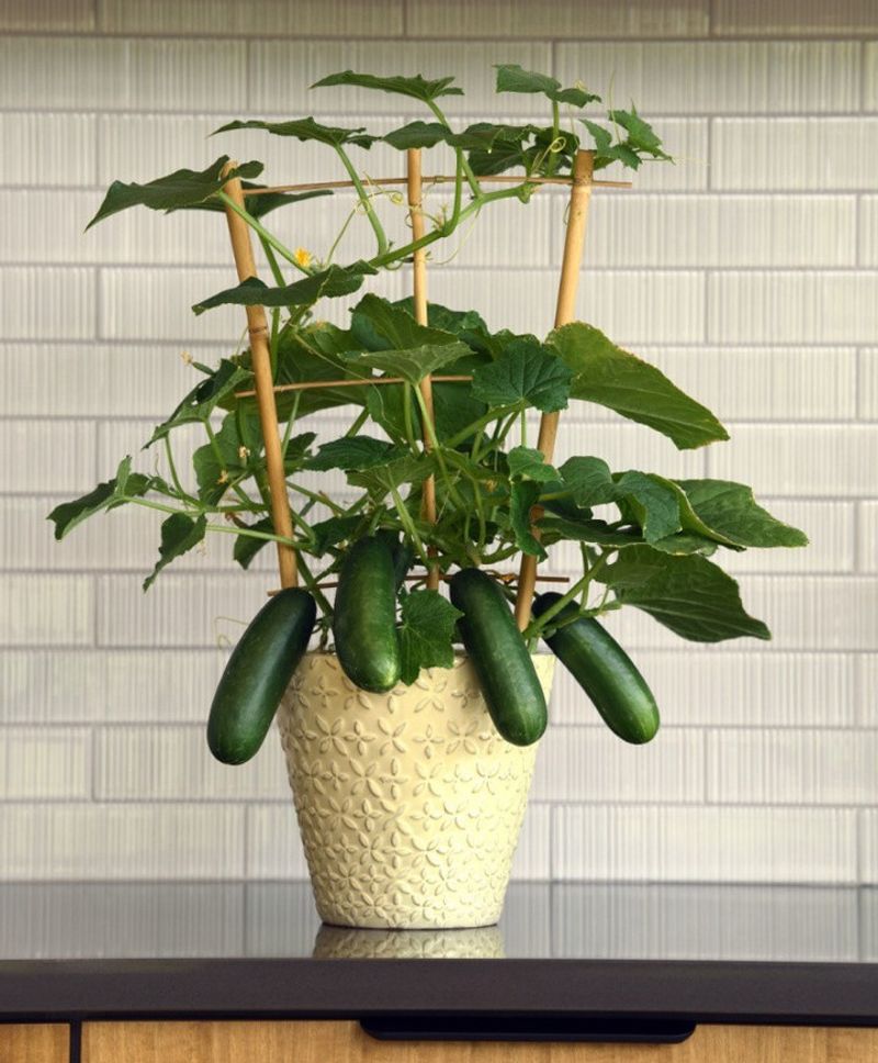 Cucumbers