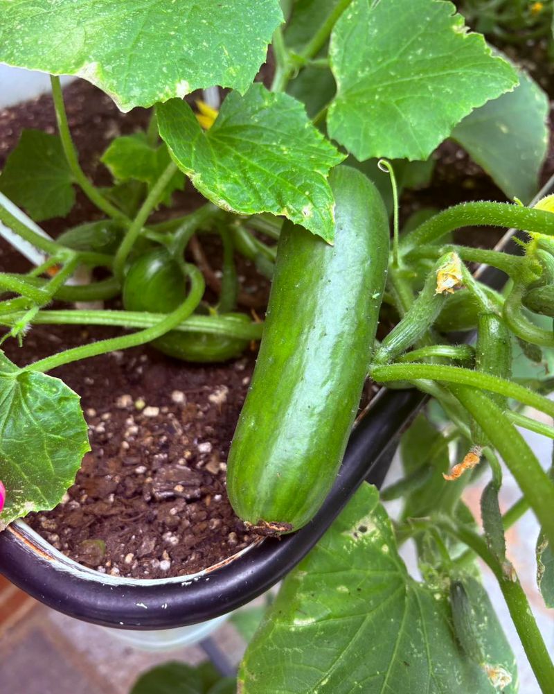 Cucumbers