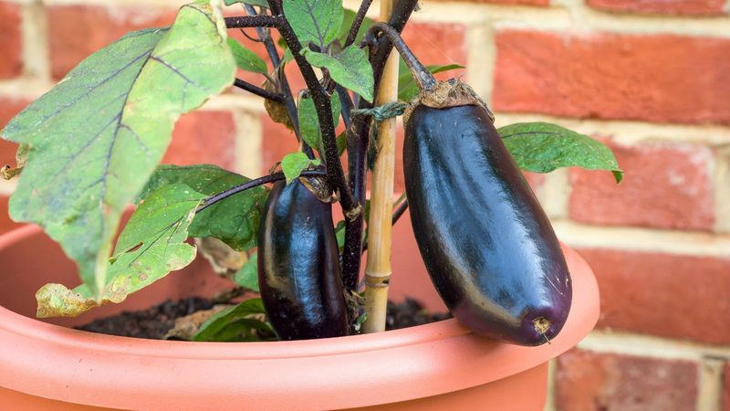 Eggplants