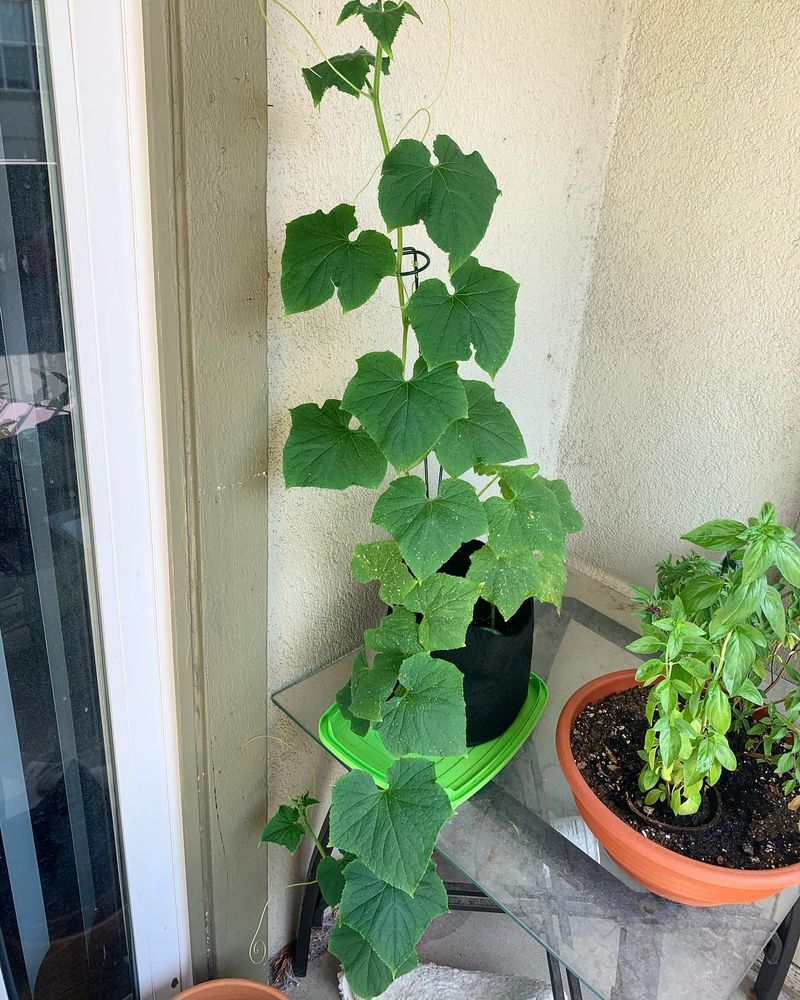 Cucumbers
