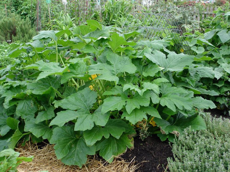 Squash